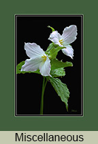 Miscellaneous Gallery